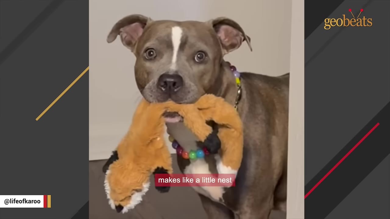 A gray and white dog with a colorful collar looks directly at the camera while holding a stuffed orange fox toy in its mouth.