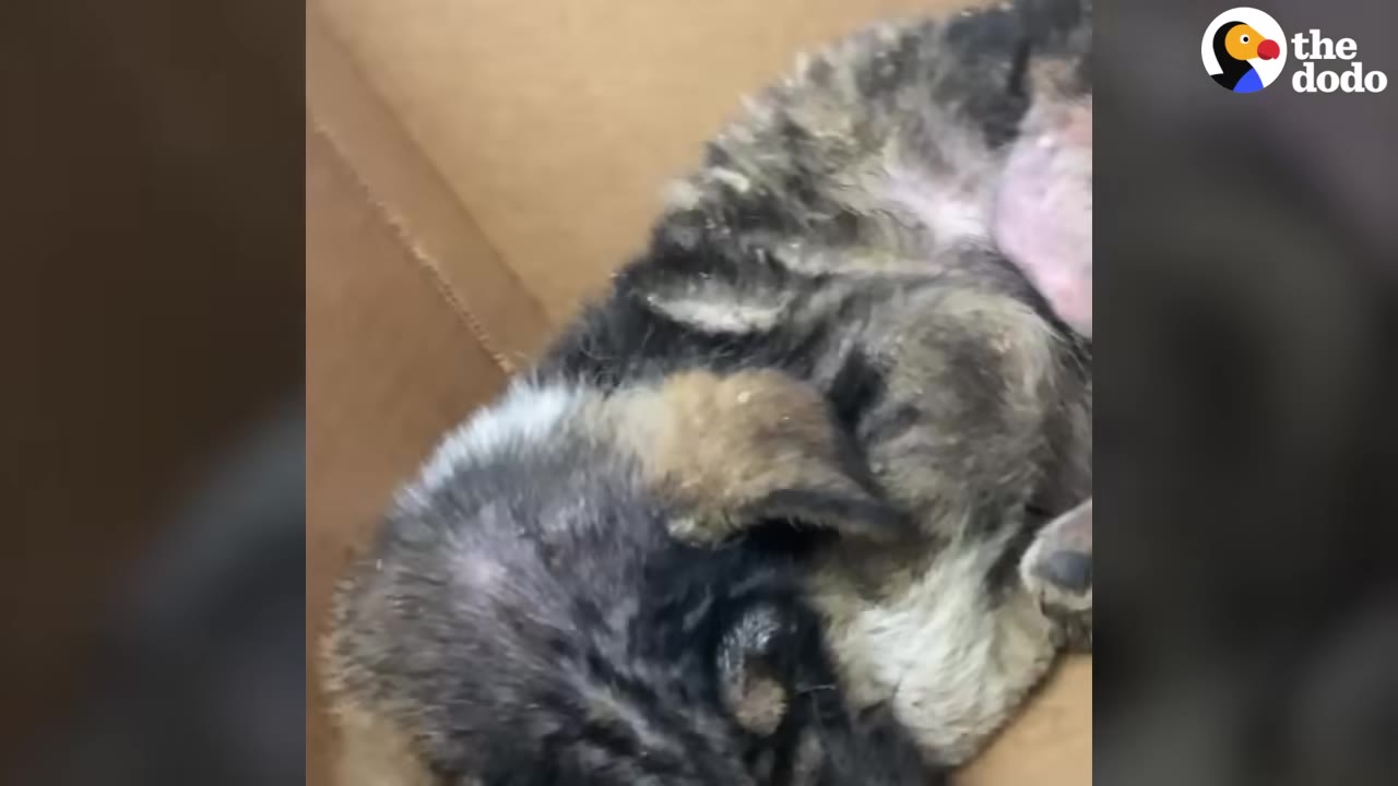 A small, scruffy puppy curled up inside a cardboard box.