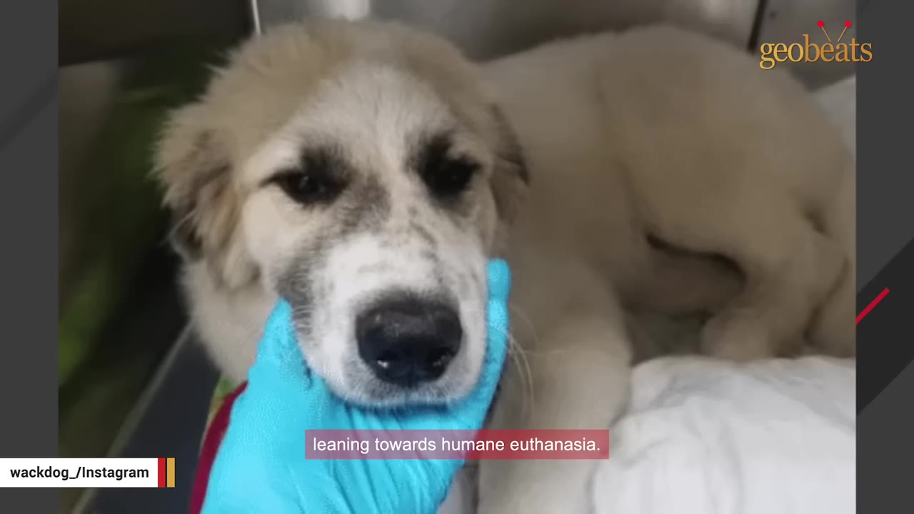 A close-up of a light-colored, injured puppy lying down while a hand in a blue medical glove gently supports its chin, with a subtitle reading 'leaning towards humane euthanasia.'