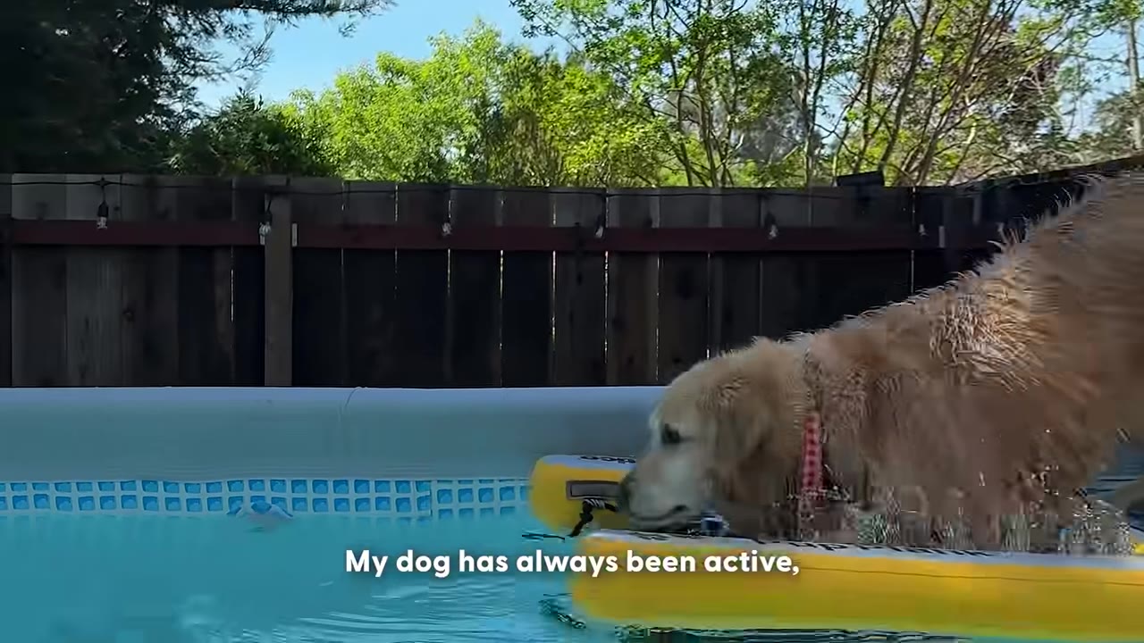 A golden retriever dog stands on a yellow float in a swimming pool, with a wooden fence and green trees in the background.