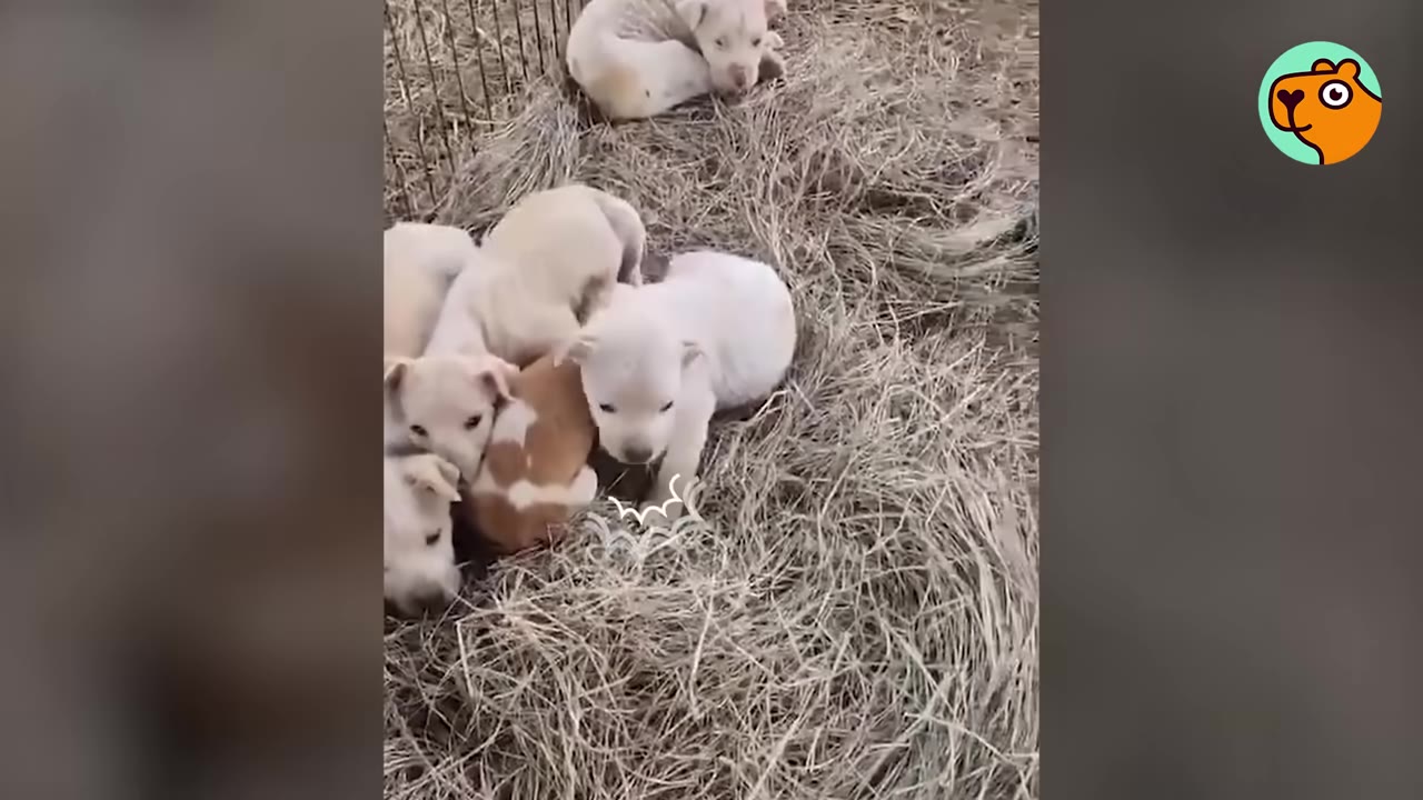 A group of small, light-colored puppies huddling together on a bed of dry hay.