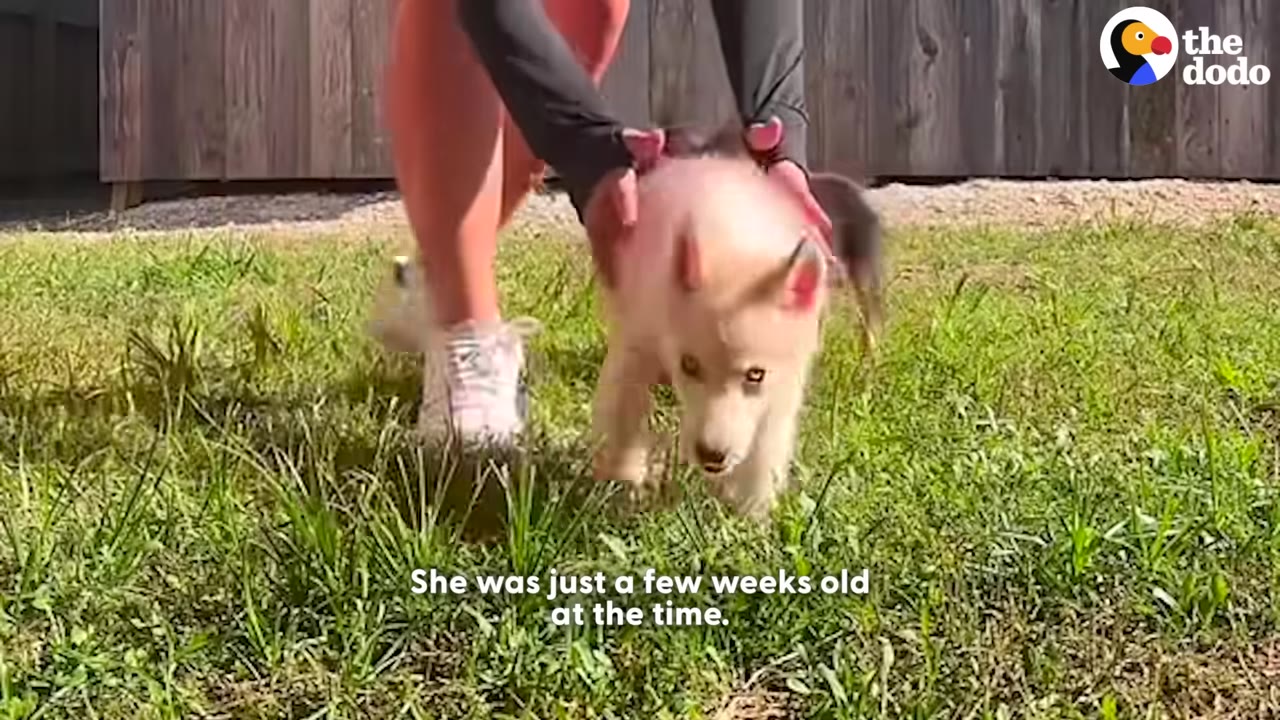 A small, light-colored puppy walks on green grass while being gently held by a person's hands.