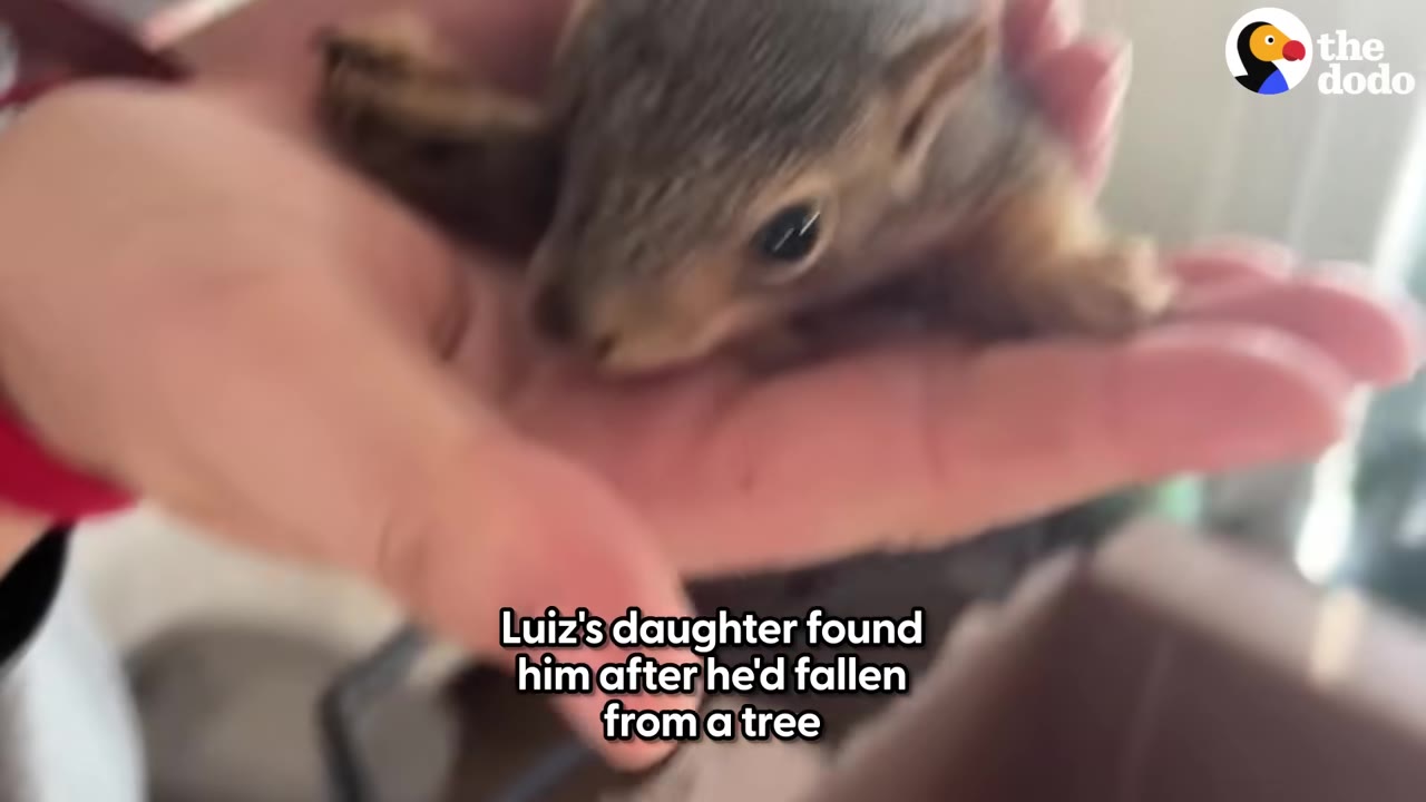 A close-up shot of a tiny baby squirrel resting in the palm of a person's hand.