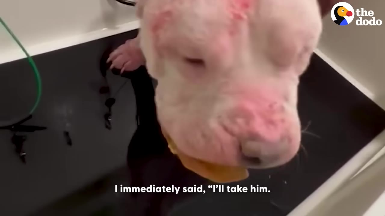 A close-up of a white dog with severe, red, irritated skin allergies on its face and head, standing in a tub.