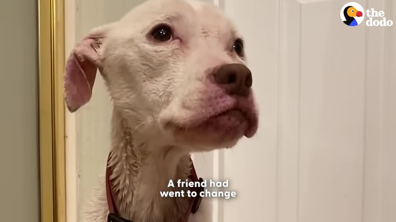 A close-up shot of a white dog with a red collar looking up, with text on screen reading 'A friend had went to change'.