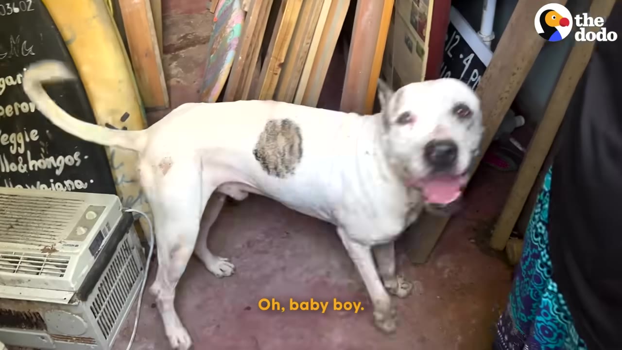 A white dog with a dark spot on its side stands in a cluttered room, looking towards the camera.