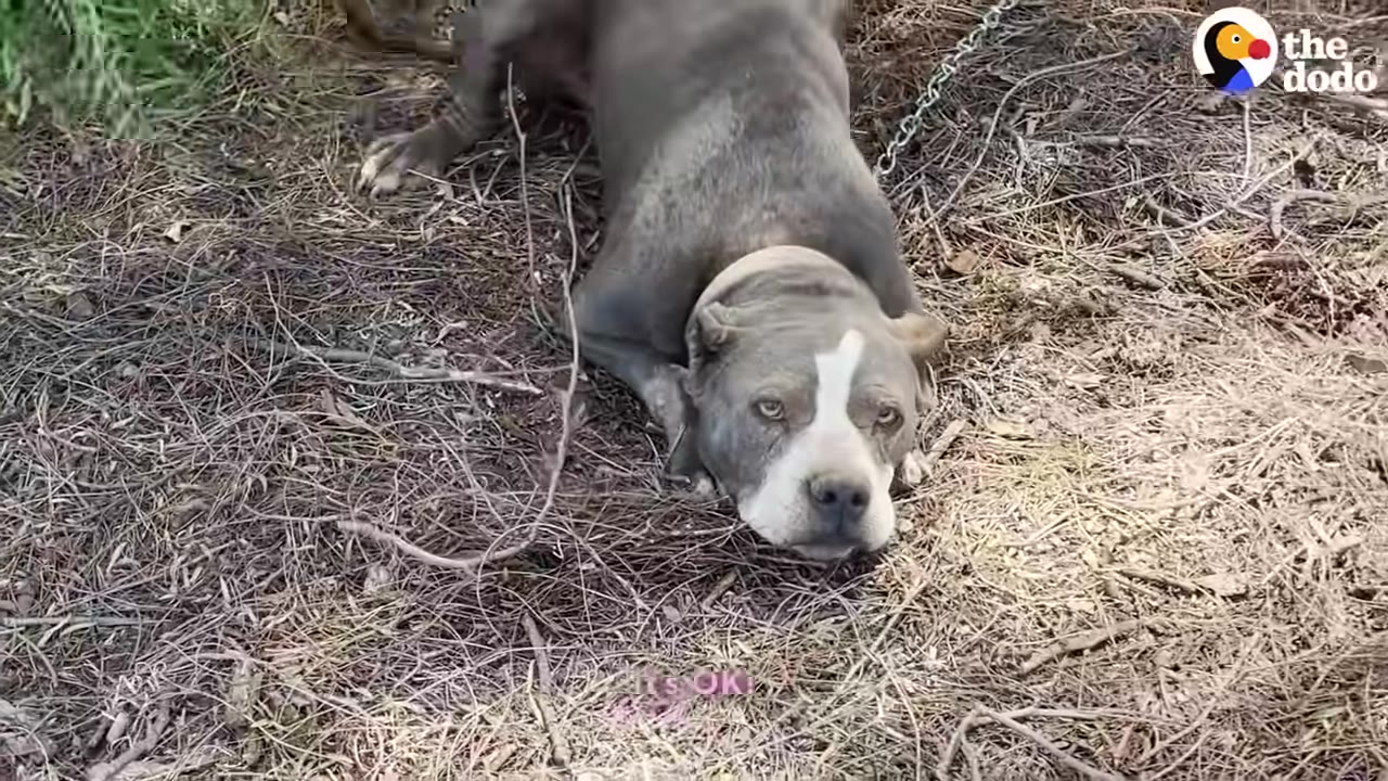 A close-up shot of a gray and white pit bull lying on dry leaves and twigs, looking up with sad eyes, with a metal chain visible near its neck.