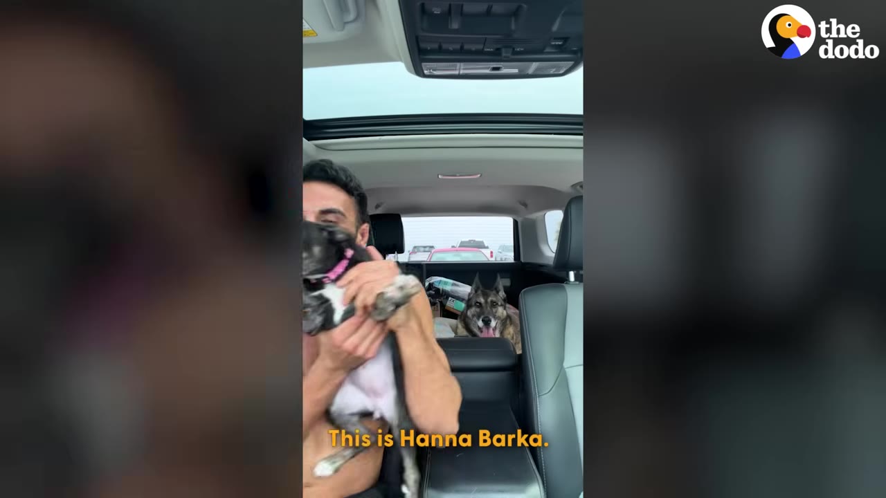 A man holding a small black and white puppy named Hanna Barka inside a car, with another dog visible in the back seat.