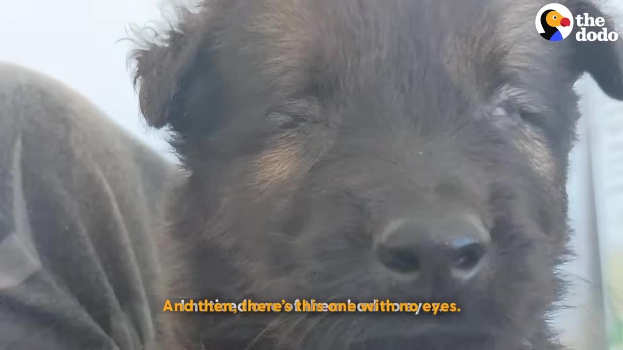 A close-up shot of a small, dark-furred puppy with closed, undeveloped eyes.