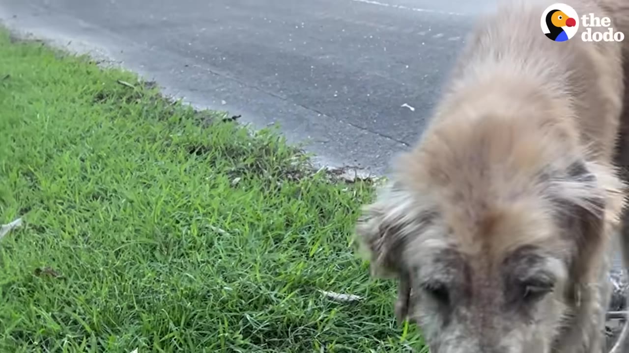 A scruffy, light-colored dog stands near the edge of a paved road next to a grassy area.