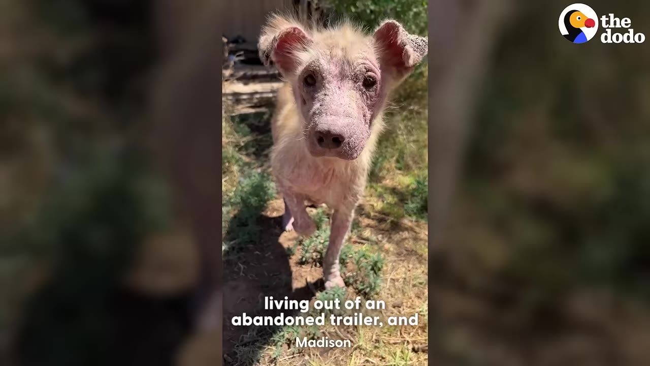 A small, sick puppy with severe hair loss and crusty skin on its face and ears walks outdoors on dry ground.