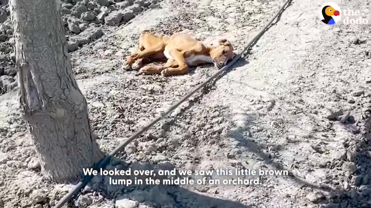 A thin brown dog lies motionless on the dry ground of an orchard next to a tree trunk.