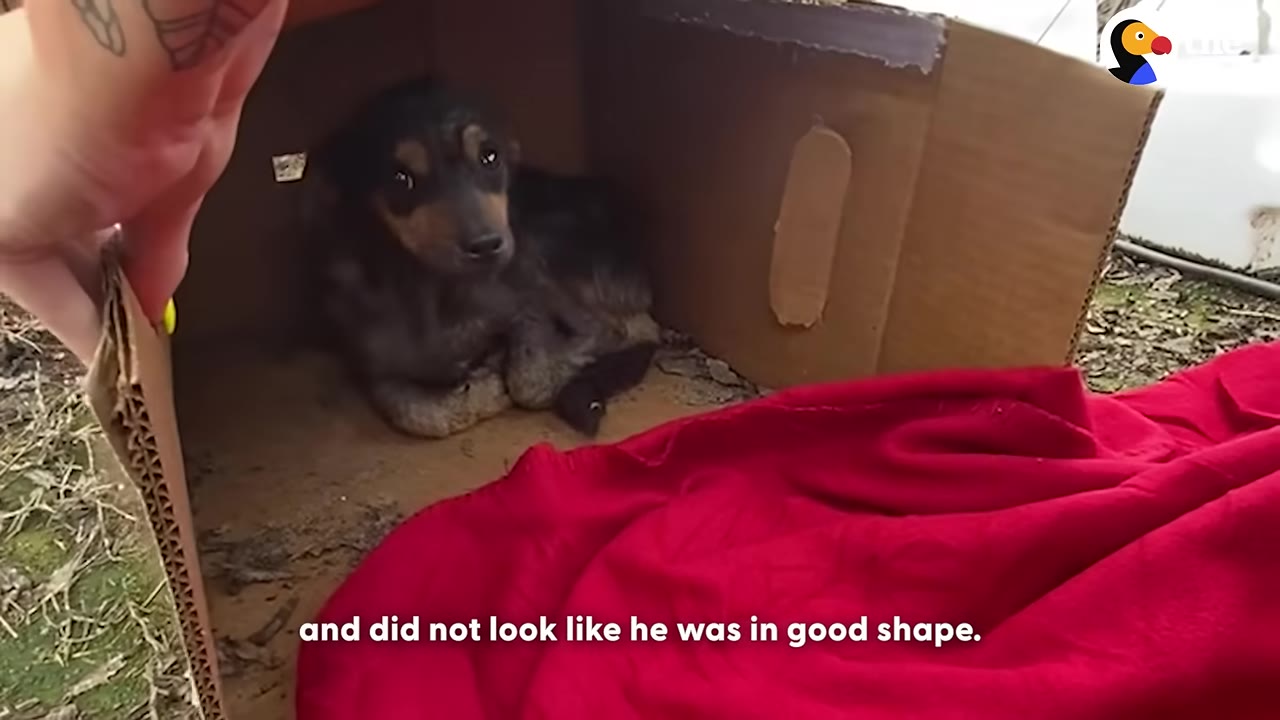 A small, dark-furred puppy huddled inside a cardboard box, looking up with wide, sad eyes as a hand lifts the box flap.