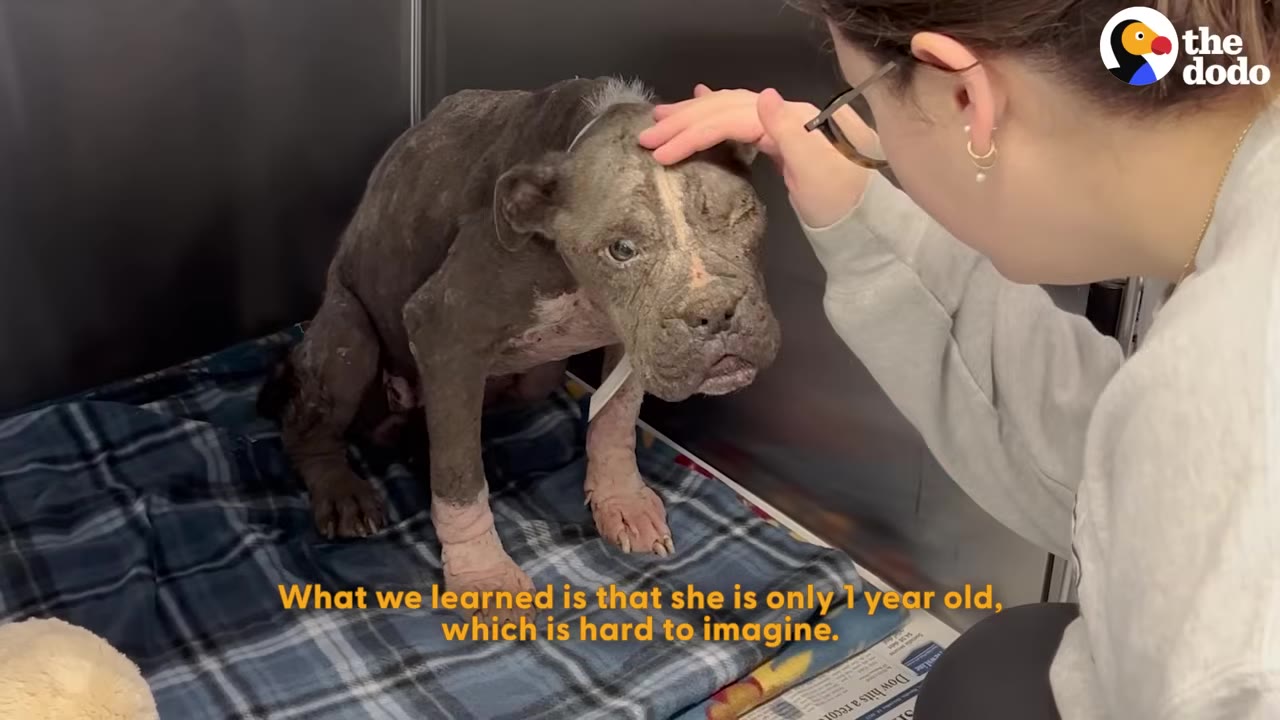 A thin, gray dog with skin issues sits on a blue plaid blanket in a kennel while a woman gently pets her head.