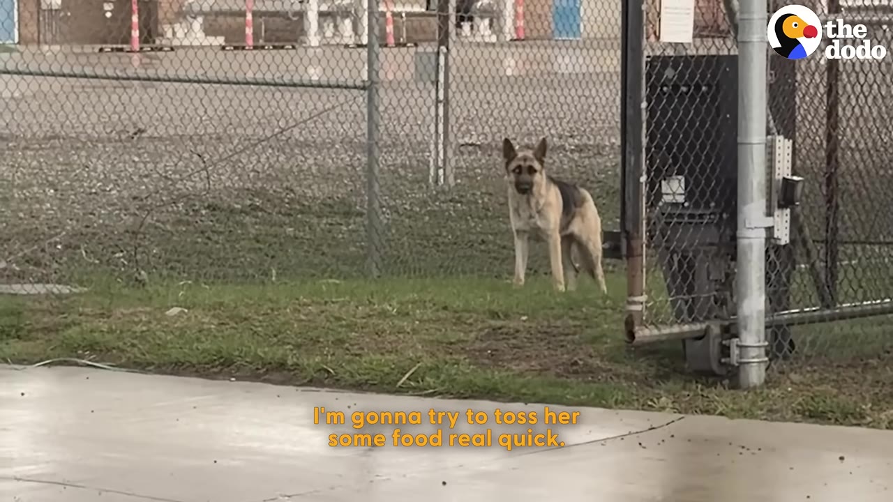 A German Shepherd dog stands warily behind a chain-link fence on a patch of grass.