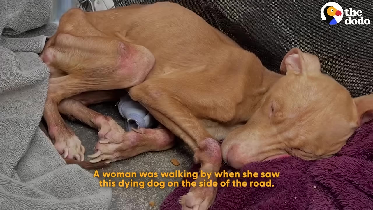 An emaciated, light brown dog lies curled up on the ground next to a grey towel and a purple blanket.