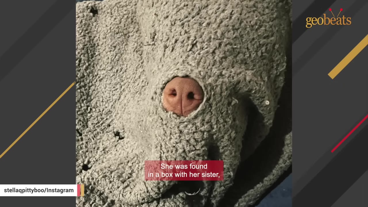 A close-up of a dog's pink nose poking through a hole in a grey textured blanket.