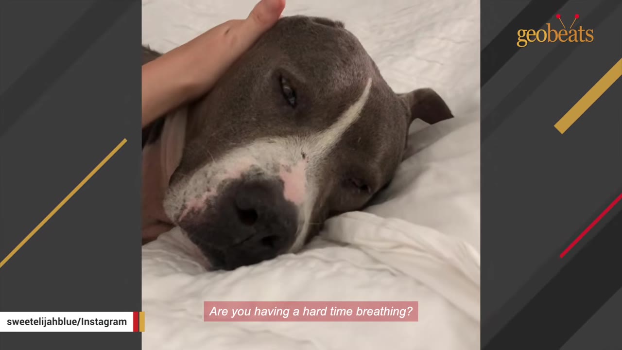 A close-up of a grey and white pit bull-type dog lying on a white bed while a hand gently pets its head.