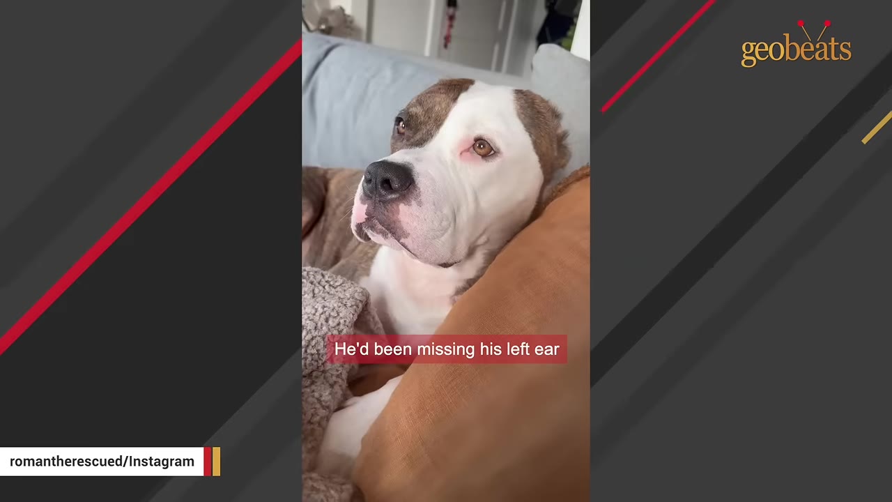 A brown and white dog with a missing left ear rests on a couch, looking up with a gentle expression.