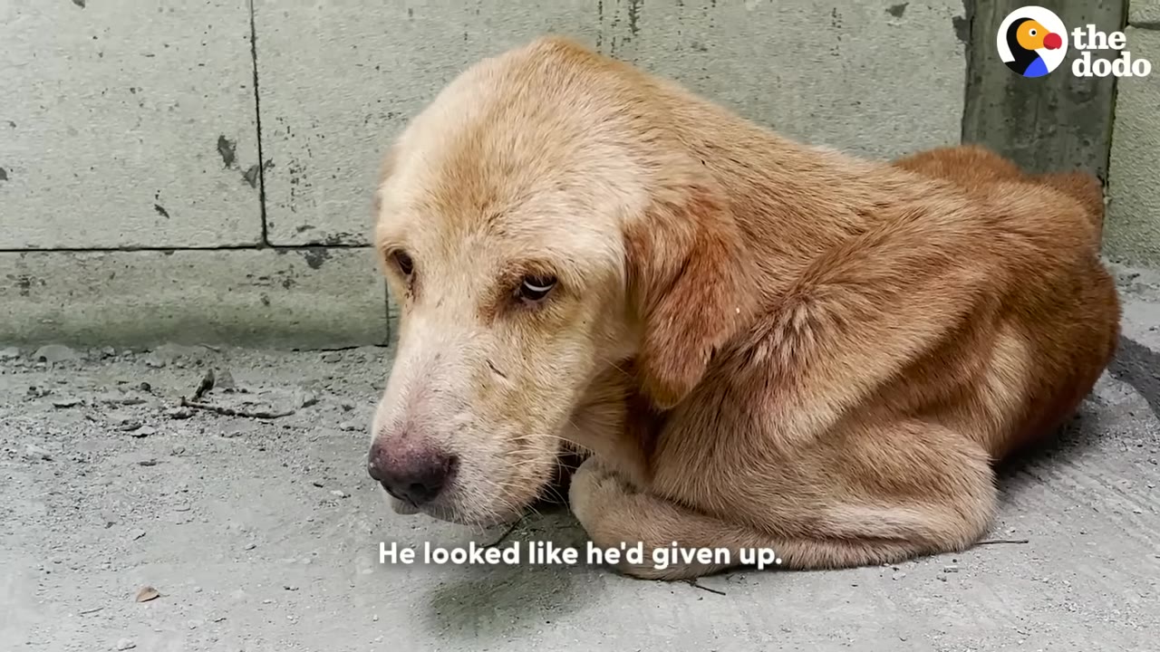 A sad, light brown dog curled up on a concrete floor next to a wall, looking down with a dejected expression.