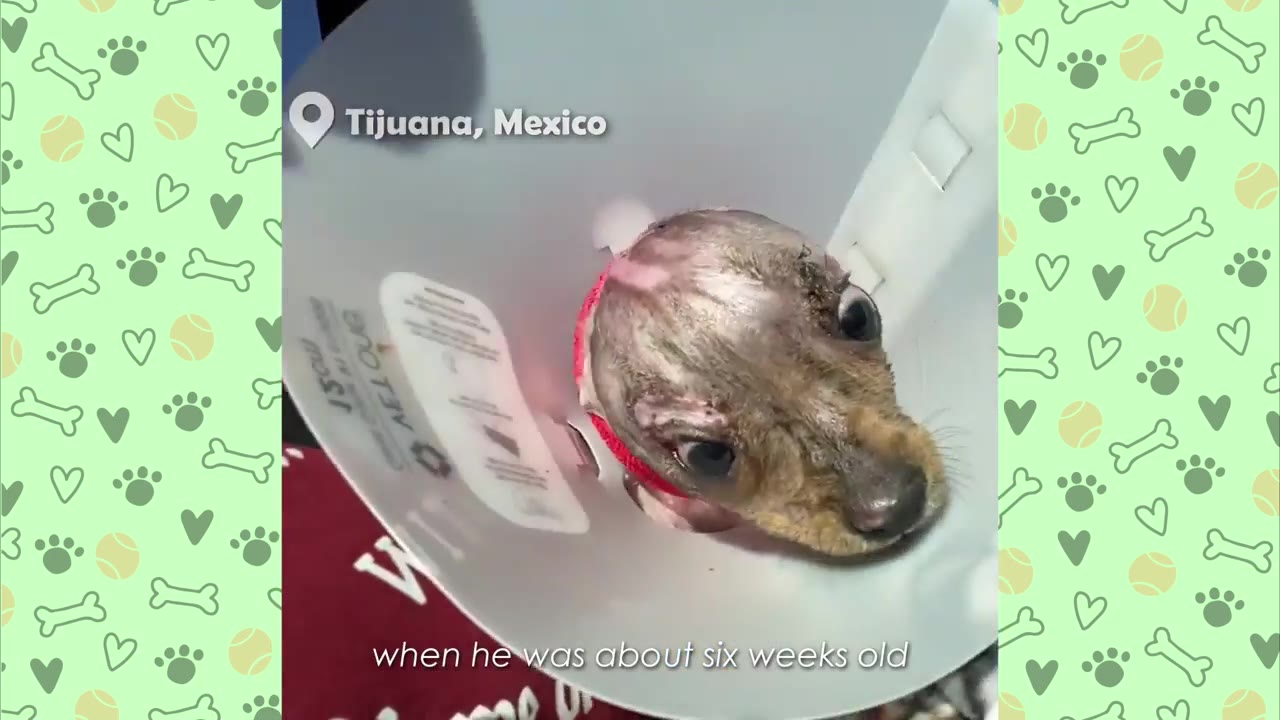 A close-up of a tiny, injured puppy with wide, fearful eyes wearing a white plastic protective cone around his neck.