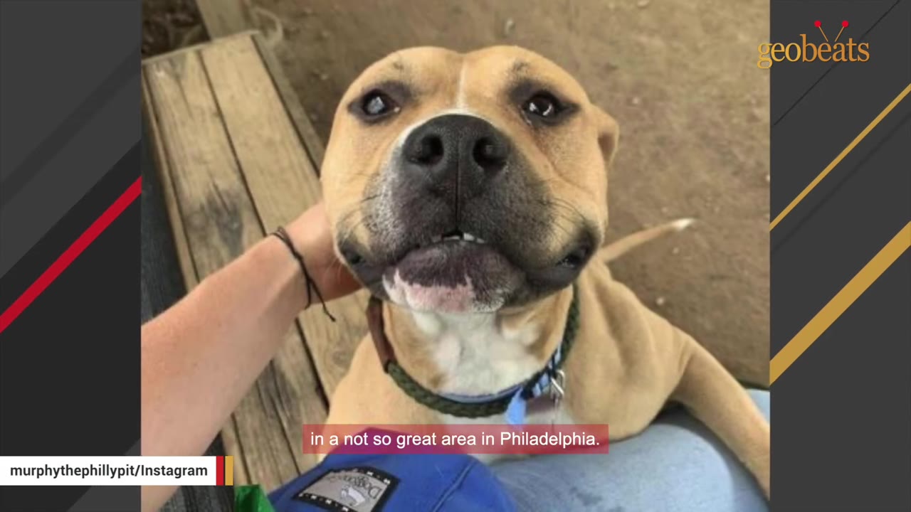 A close-up of a tan dog with a cloudy eye being gently petted on the side of its head.
