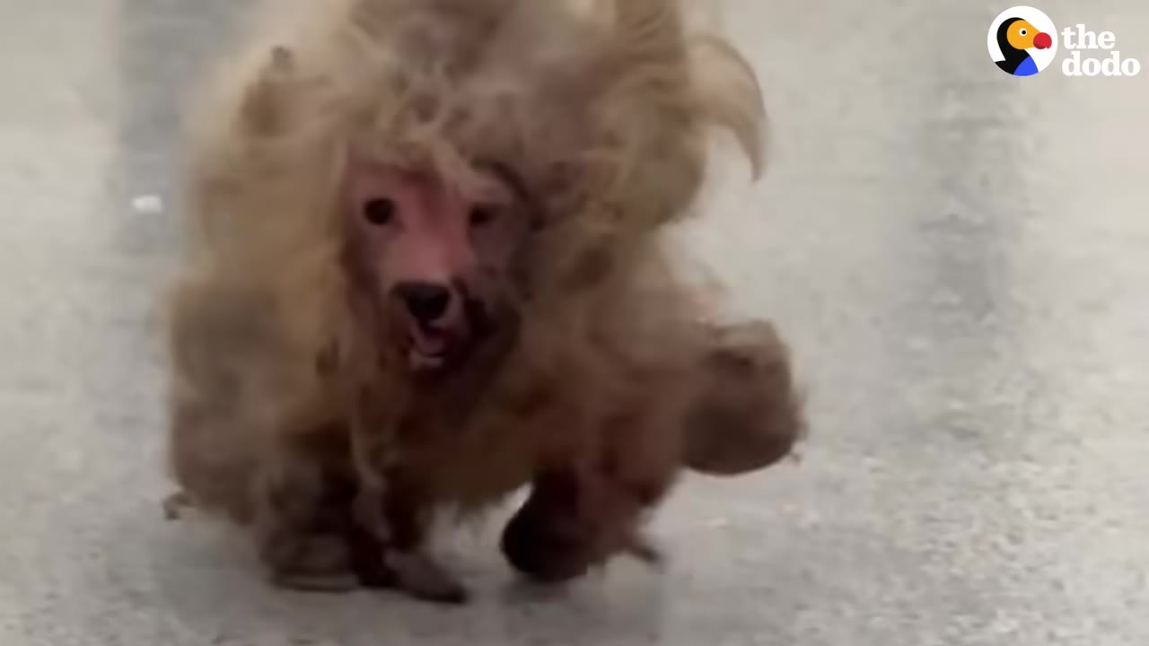 A small dog with extremely overgrown, matted, and dirty light-brown fur walks forward on a paved surface, its face partially visible through the tangled coat.