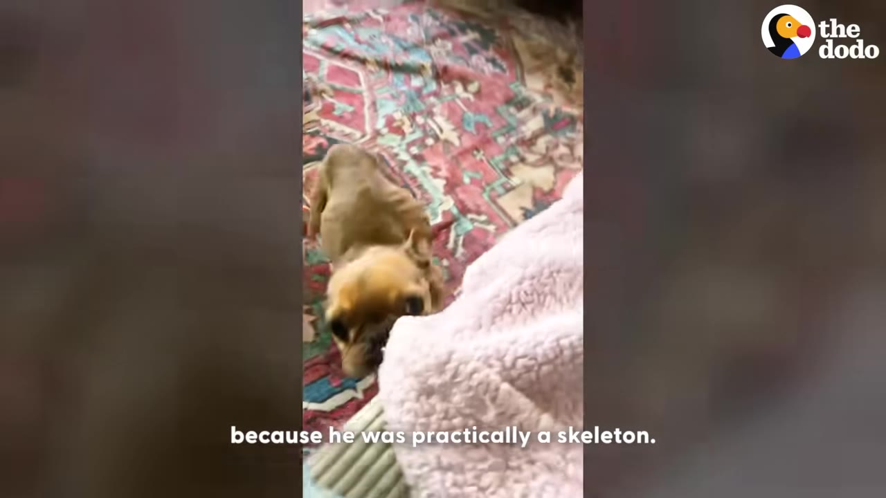 A very thin, small brown French bulldog stands on a patterned rug, looking emaciated with its ribs visible.