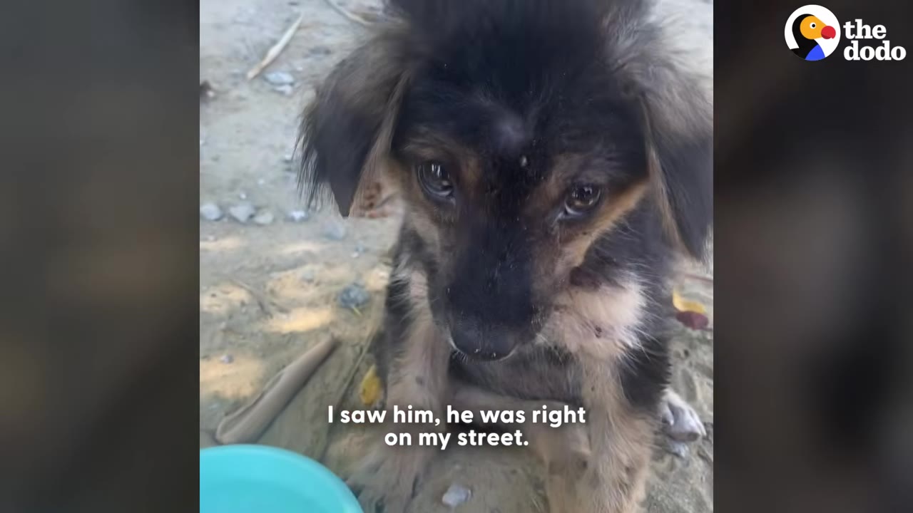 A small, scruffy black and tan puppy sits on the dirt ground looking sad, with text overlay reading 'I saw him, he was right on my street.'