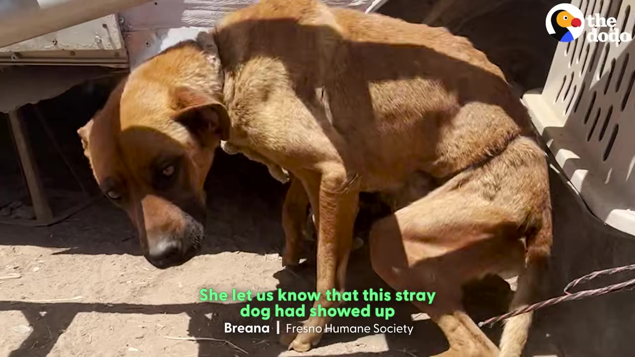 An emaciated brown dog stands hunched over on the dirt ground next to a trailer wheel and a pet carrier, looking down with a sad expression.