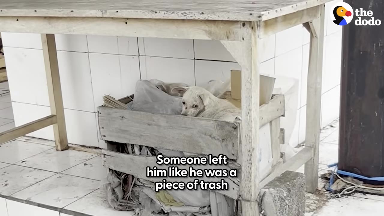 A small, dirty white puppy sits inside a wooden crate filled with plastic trash bags, positioned underneath a wooden table on a tiled floor.