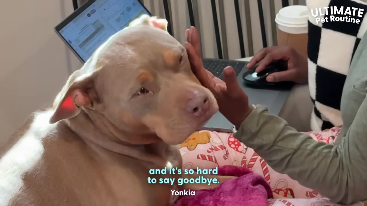 A tan and white dog looks up with a sad expression as a person gently cups its face with their hand.