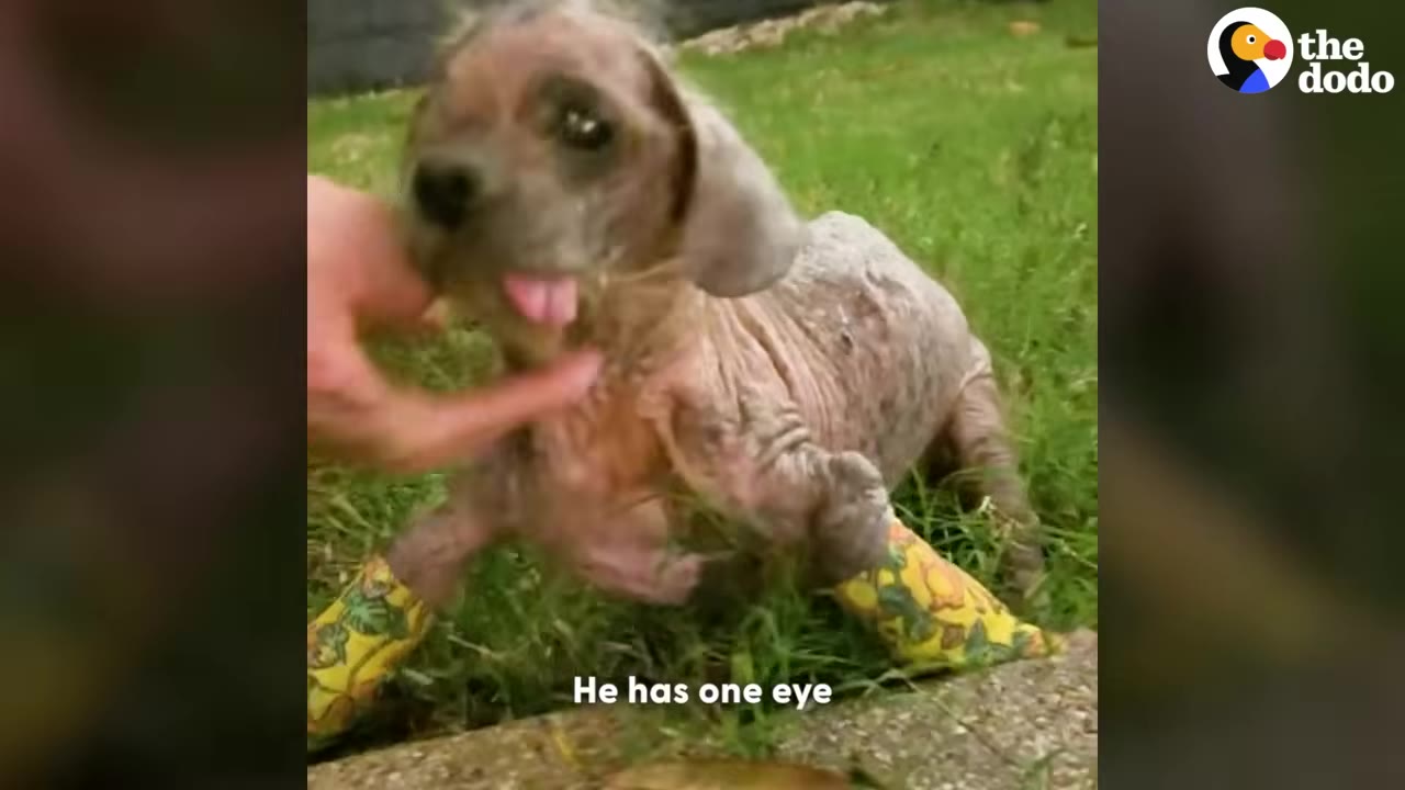 A small, hairless dog with a ruptured eye is gently petted under the chin while standing on a grassy lawn.