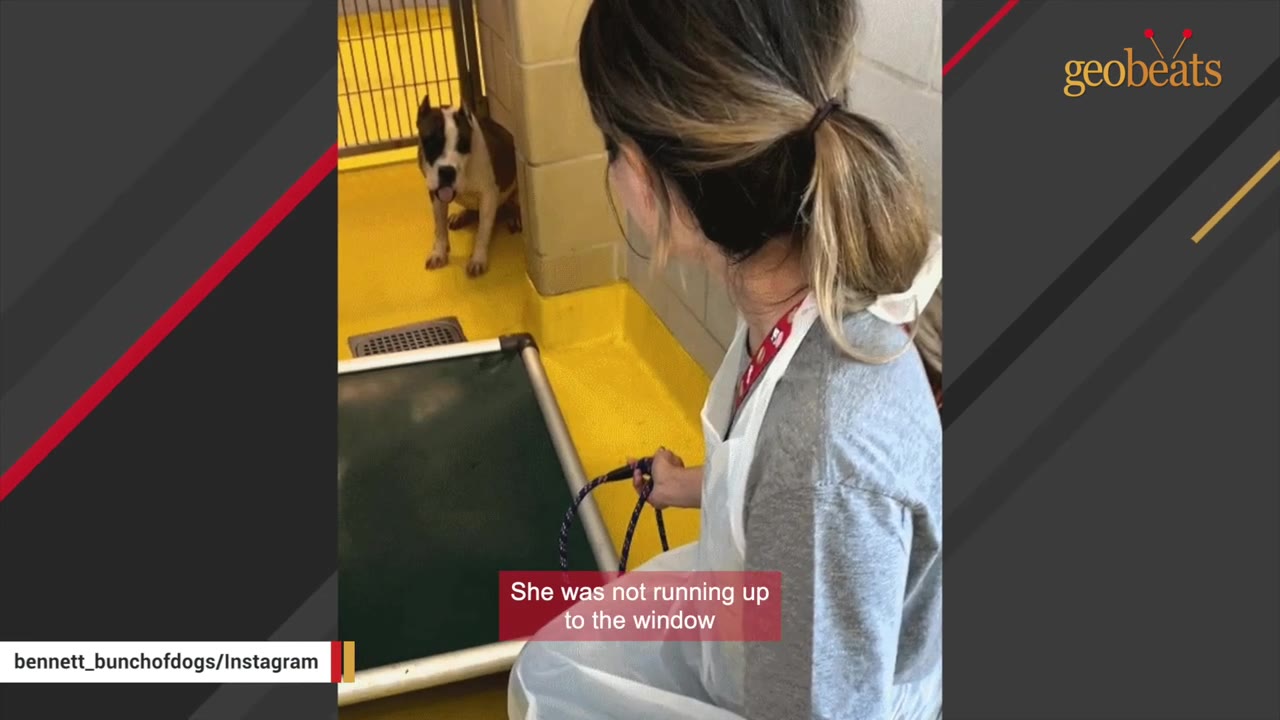 A woman with her hair in a ponytail looks into a yellow-walled shelter kennel at a brown and white dog sitting quietly in the corner.