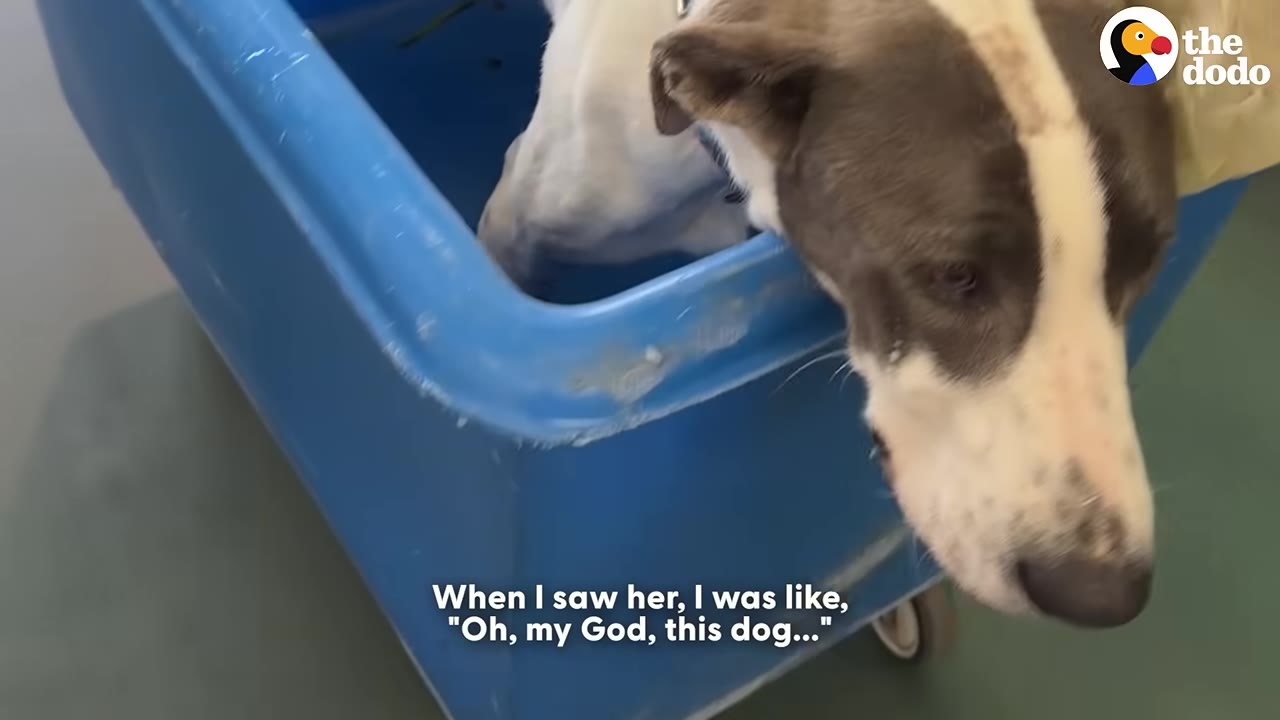 A close-up of a sad-looking grey and white dog resting its head on the edge of a blue plastic bin, with a subtitle that reads, 'When I saw her, I was like, "Oh, my God, this dog..."'