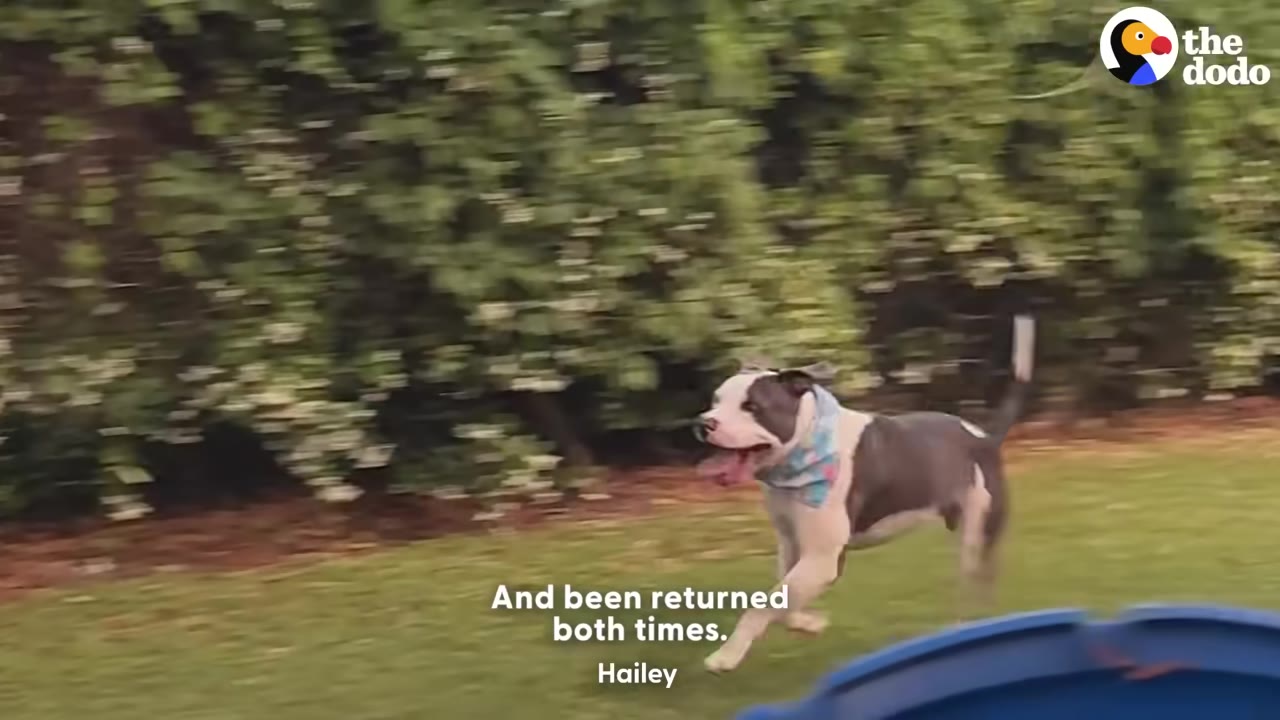 A grey and white dog wearing a blue bandana runs across a grassy yard in front of a green hedge.
