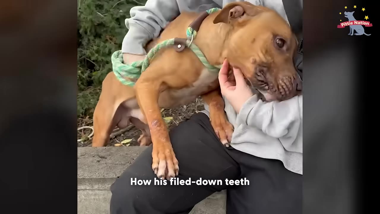 A volunteer cradles a thin, brown dog wearing a green rope leash, gently petting its chin.