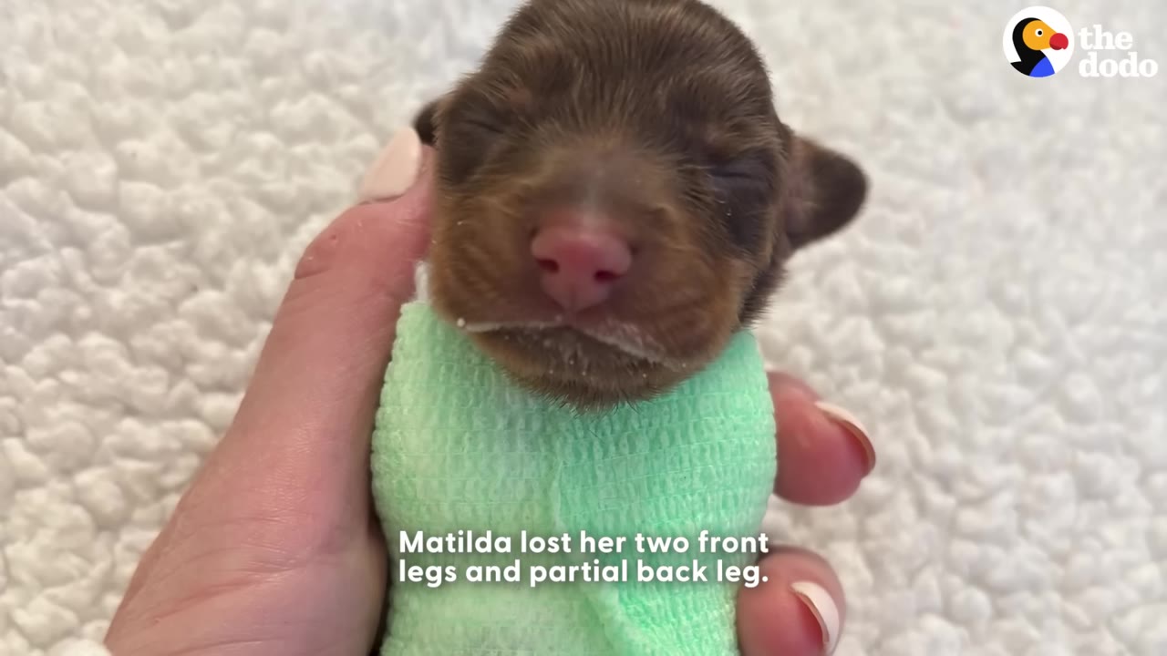 A tiny newborn brown puppy wrapped in a green bandage is held gently in a person's hand.
