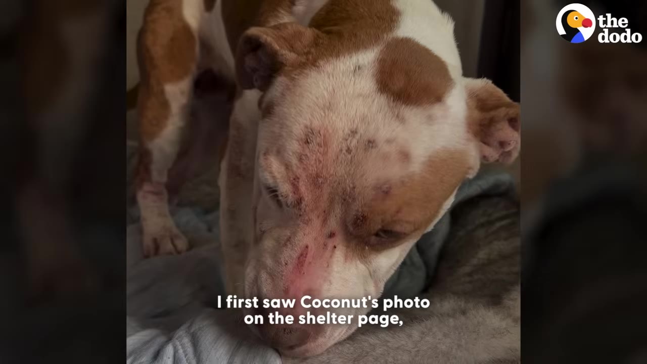 A close-up shot of a brown and white dog named Coconut with visible skin irritation and scabs on her head and snout.
