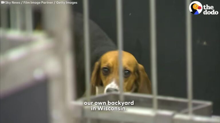 Wisconsin Beagles Spent Their Lives In Cages Until A Massive Rescue Effort Changed Everything
