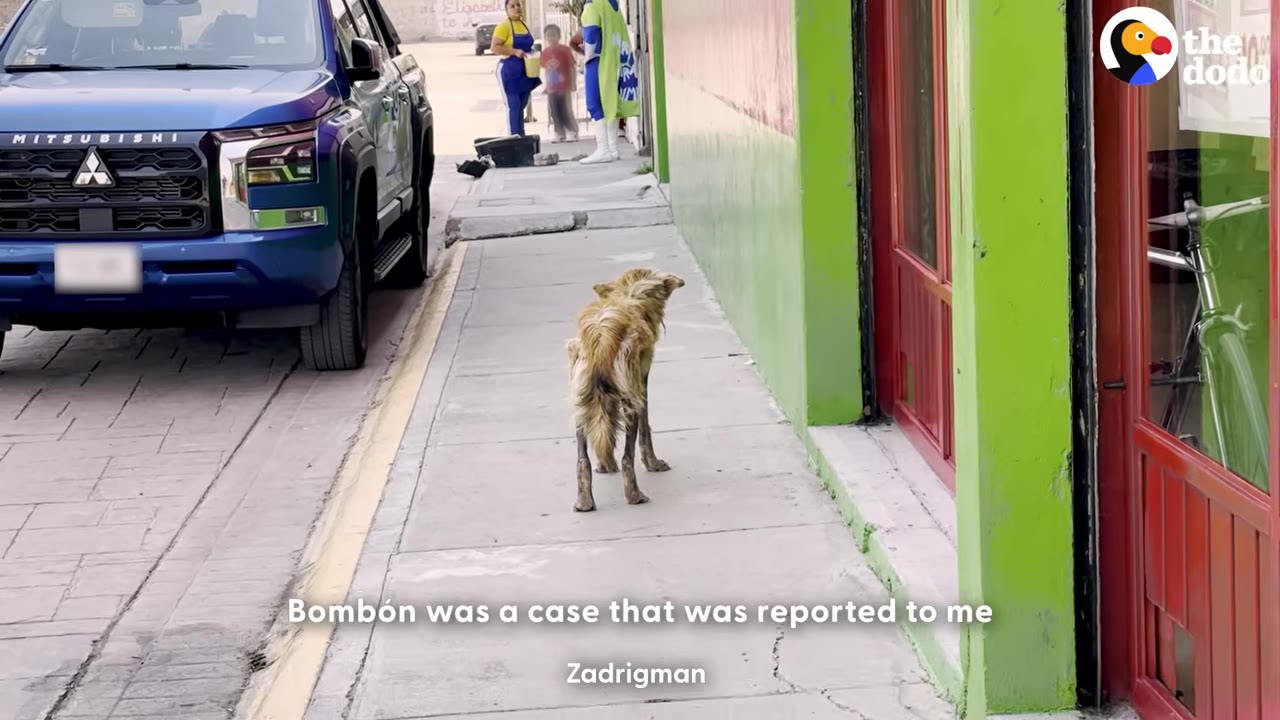 A thin, neglected dog with matted, dirty fur stands on a sidewalk next to a green wall and a blue truck.