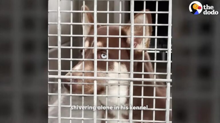 Washington Dog Left Shivering In His Kennel Gets A Second Chance That Leads Him Across The World