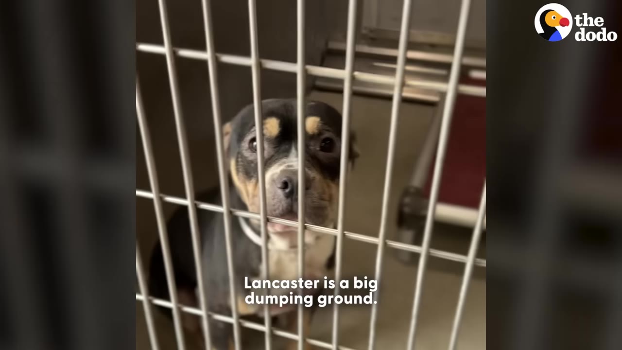 A close-up shot of a black and tan dog looking sadly through the metal bars of a shelter cage.