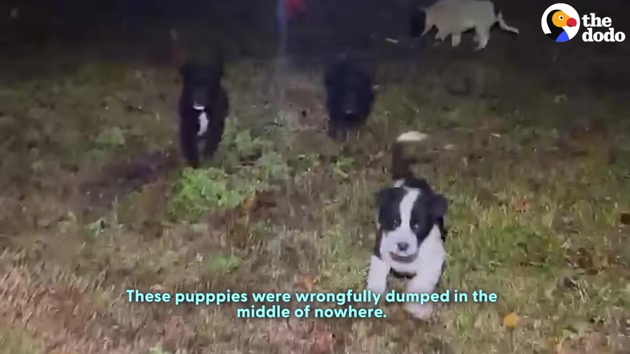 Several small puppies run through wet grass at night, with one black-and-white puppy in the foreground.
