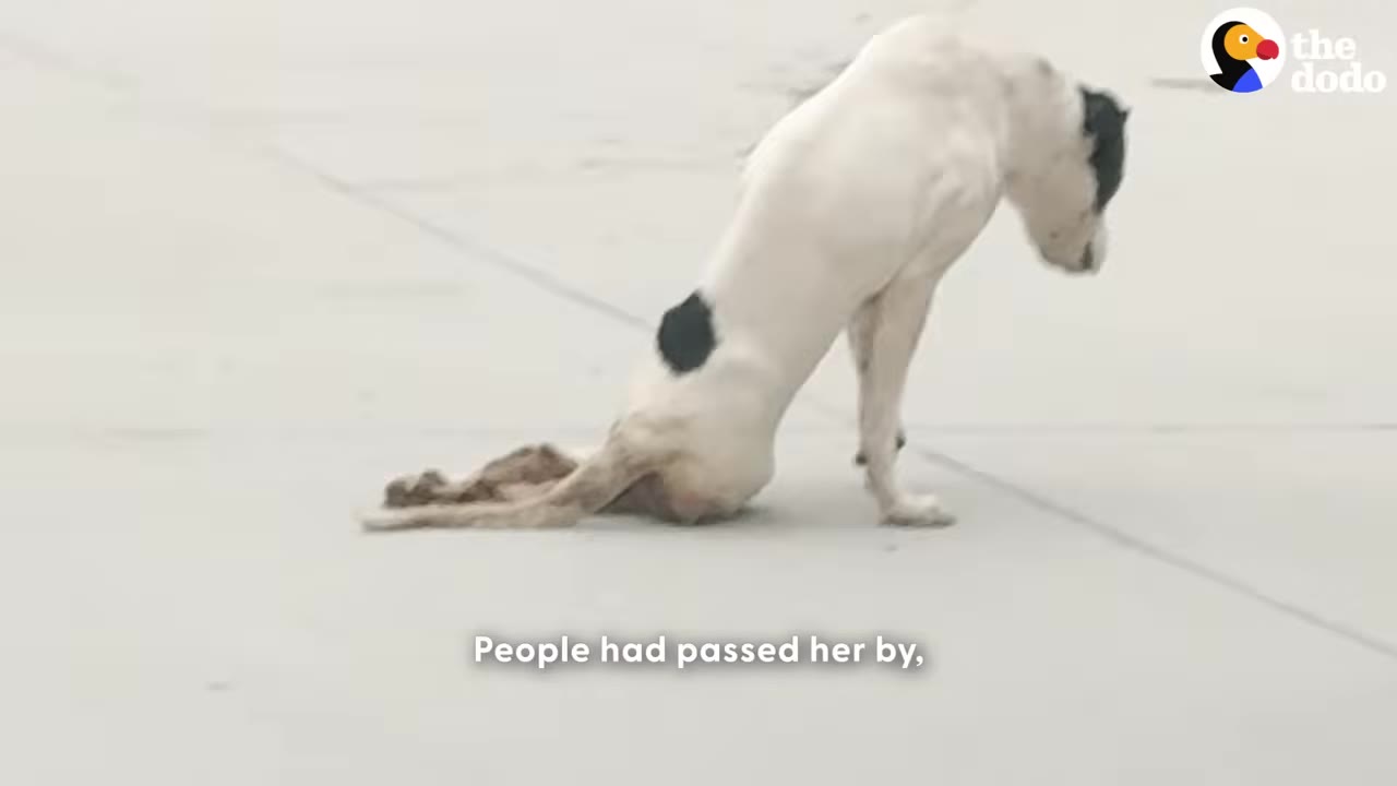 A white dog with a black spot on its back drags its paralyzed hind legs across a concrete surface.