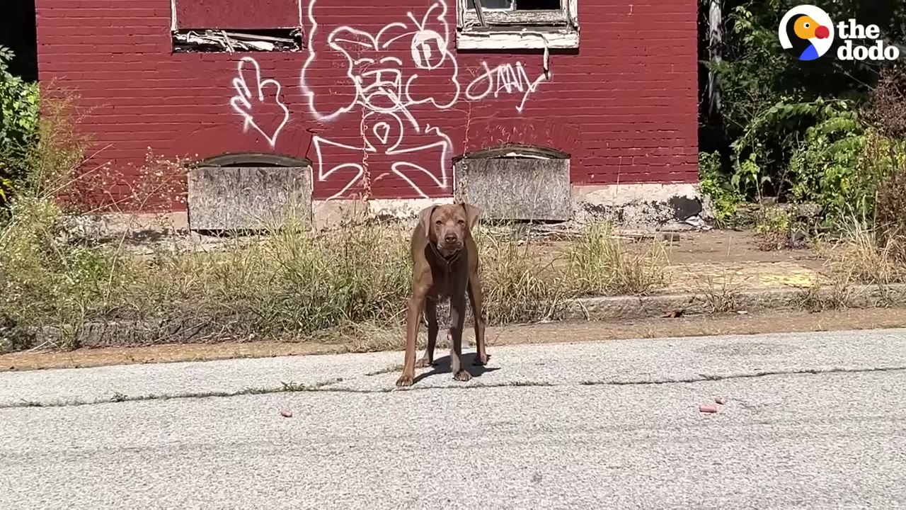 A brown dog stands on an asphalt street in front of a red brick building with white graffiti, looking directly at the camera.