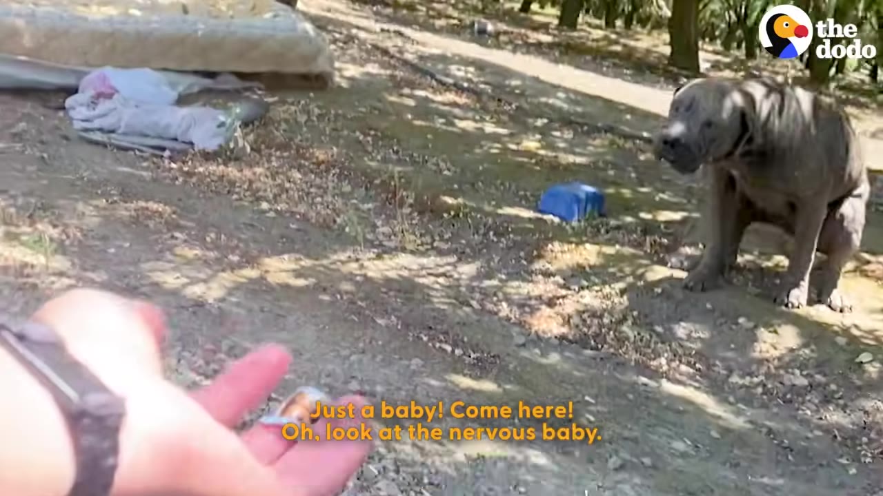 A nervous grey dog sits on a dirt path as a person's hand reaches out toward it in the foreground.