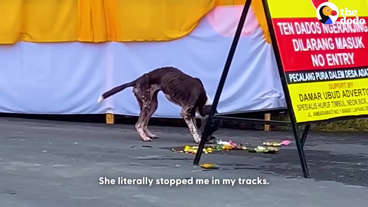 An extremely thin, emaciated black and white dog stands on an asphalt road next to a red and yellow sign that reads 'NO ENTRY'.