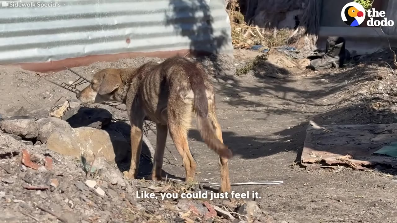 An extremely thin, emaciated brown dog stands outdoors, her ribs clearly visible under her sparse coat.