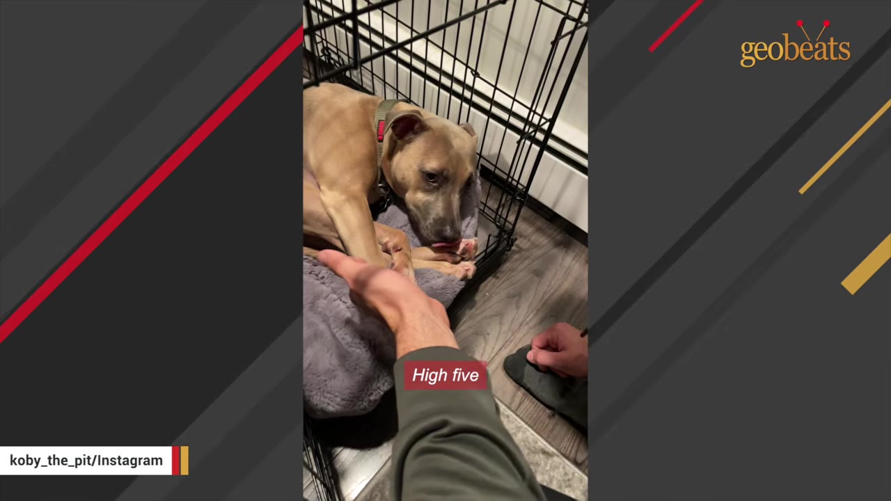 A tan dog lying on a grey cushion inside a wire crate, looking up as a person reaches a hand toward it.